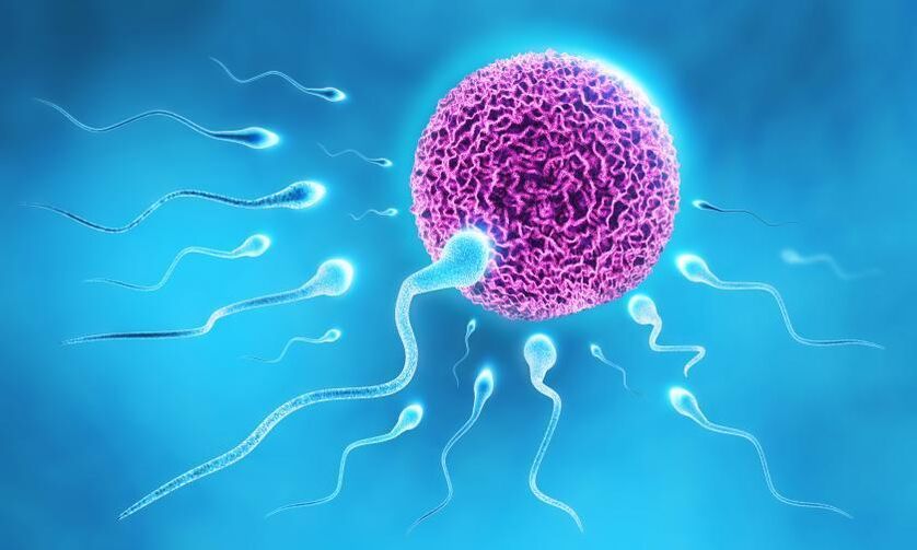 Spermien in der Zusammensetzung des Gleitmittels bei Männern